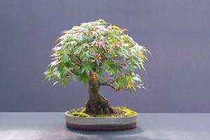 Acer palmatum/ Mountain Maple bonsai